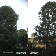 canary-pine-tree-pruning
