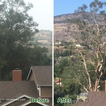 eucalyptus-tree-trimming