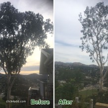 eucalyptus-trimming