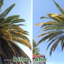 experienced-palm-tree-trimming