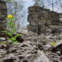 mayan-ruins