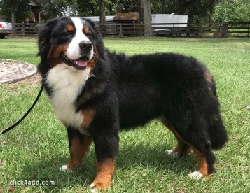 Healthy Doodle Puppies for Adoption in Daleville - Fortune Meadows 